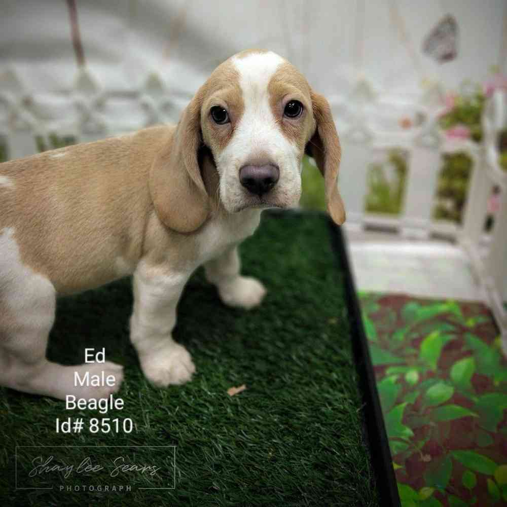 Male Beagle puppy named Angus for sale at Puppy Dreams - Junction City.