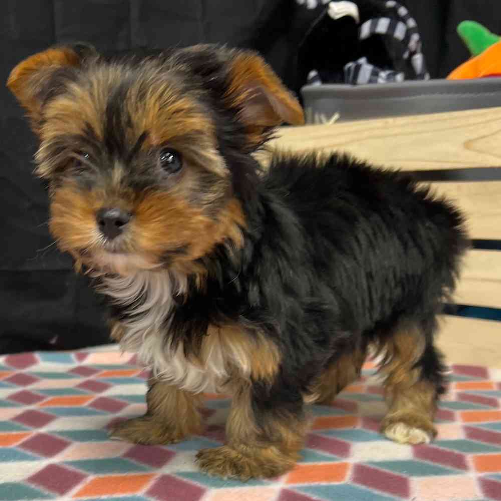 Female Yorkie puppy named Maisy for sale at Puppy Dreams - Junction City.