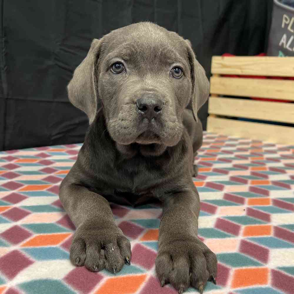 Male Cane Corso puppy named Enzo for sale at Puppy Dreams - Junction City.