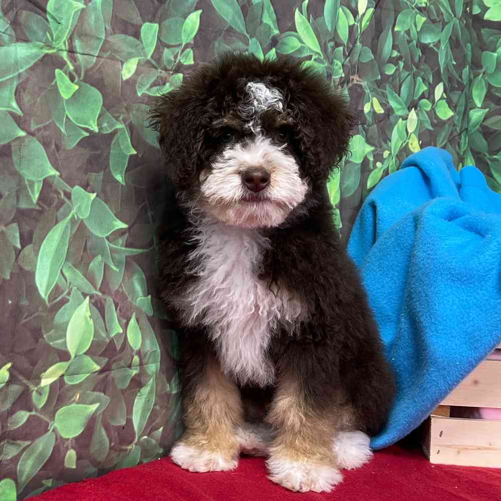 Male Bernedoodle puppy named Barney Fife for sale at Puppy Dreams - Junction City.