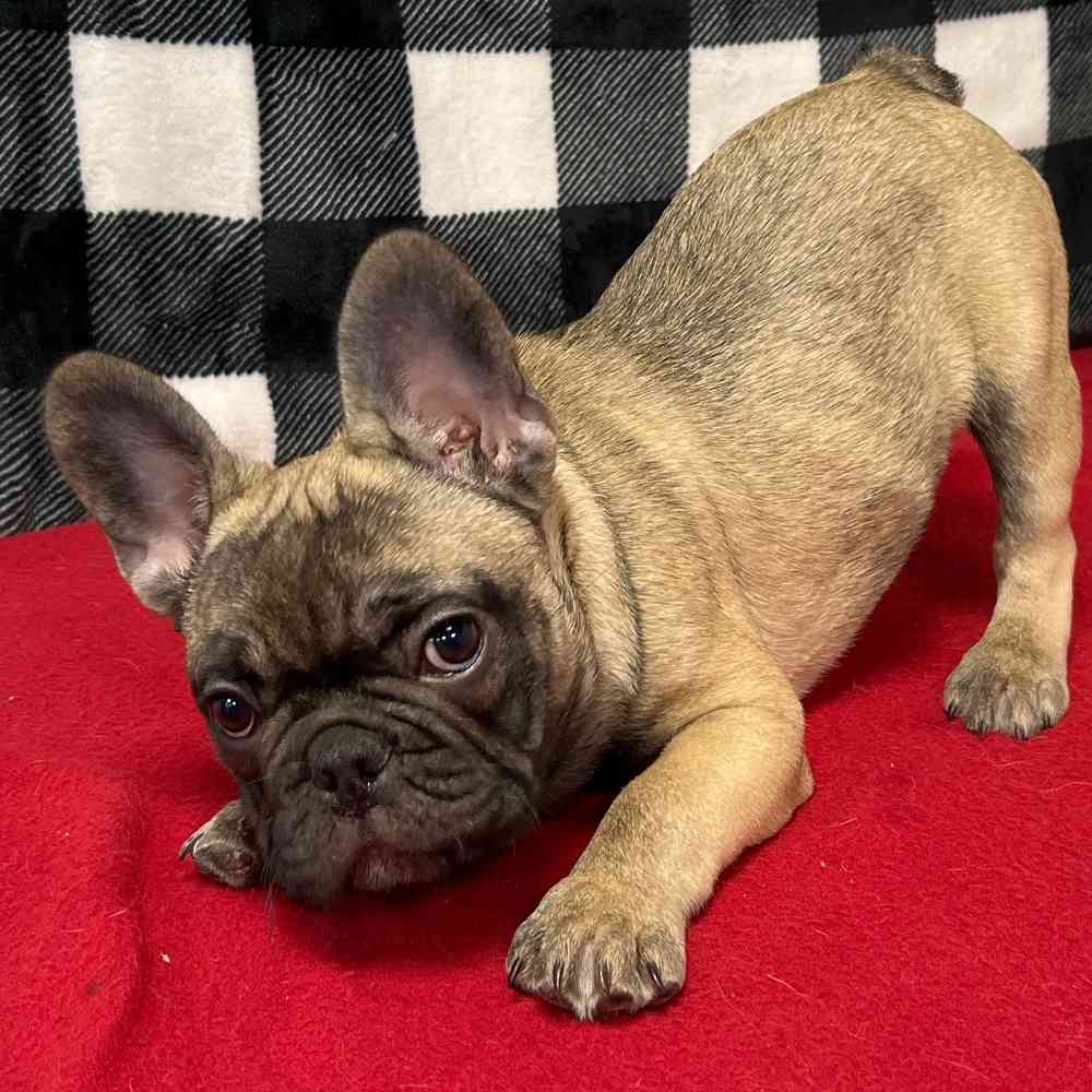 Male French Bulldog puppy named Drew for sale at Puppy Dreams - Junction City.