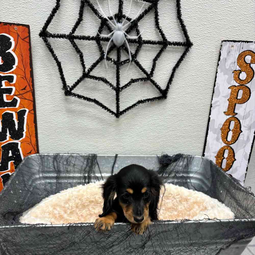 Female Dachshund puppy named Artemis for sale at Puppy Dreams - Junction City.