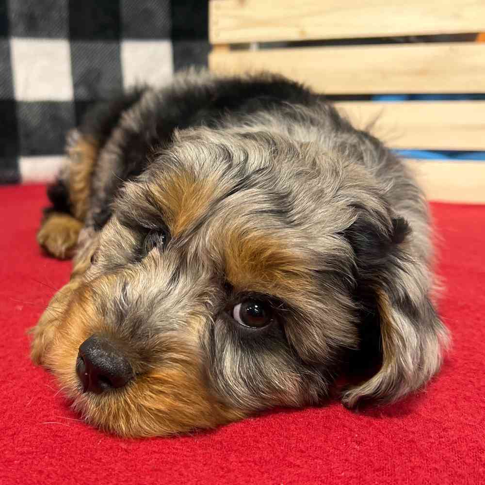 Male Mini Aussie Poo puppy named Bane for sale at Puppy Dreams - Junction City.