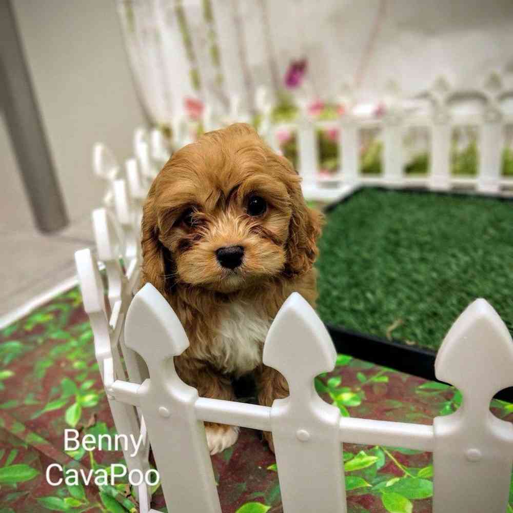 Male Cavapoo puppy named Benny for sale at Puppy Dreams - Wichita West.