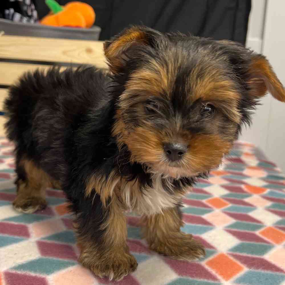 Female Yorkie puppy named Maisy for sale at Puppy Dreams - Junction City.
