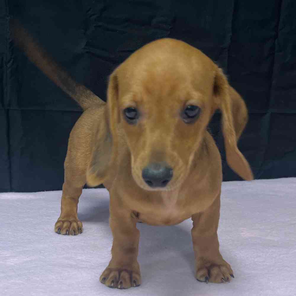 Male Dachshund puppy named Apollo for sale at Puppy Dreams - Junction City.