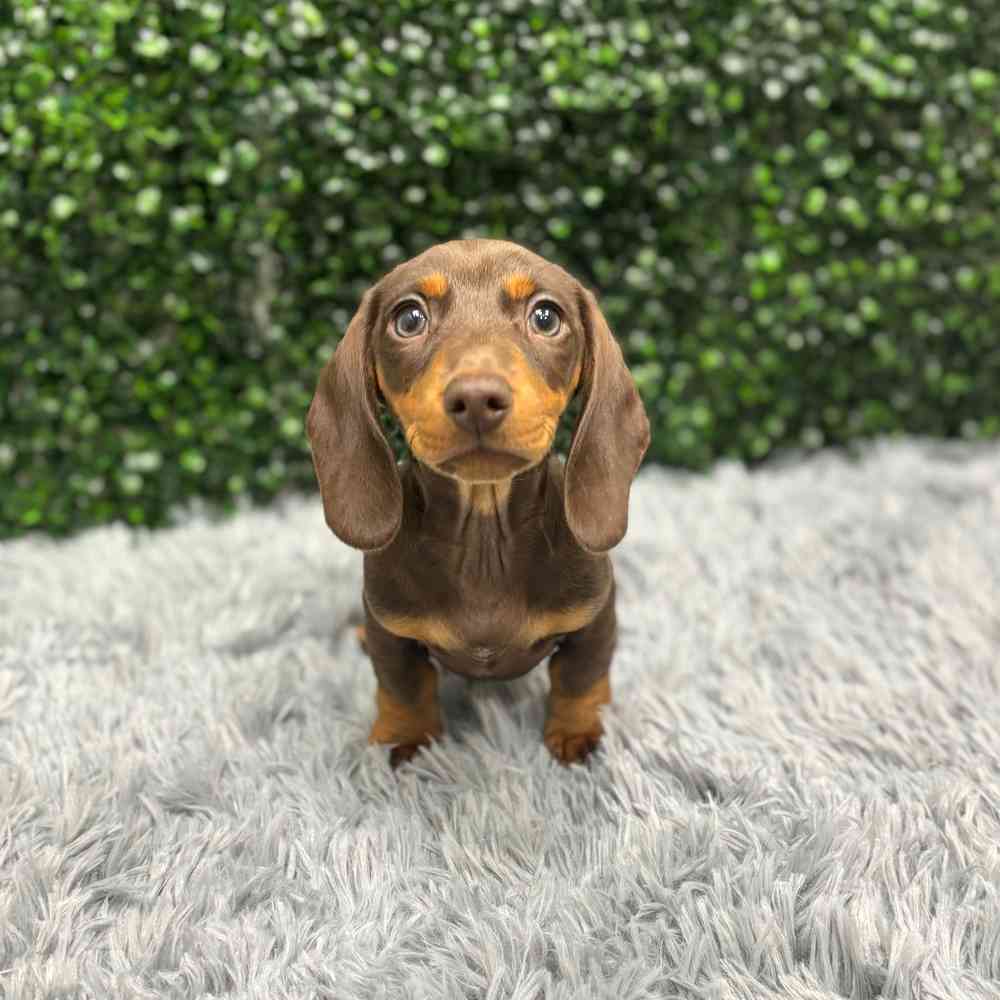Male Dachshund puppy named Derek for sale at Puppy Dreams - Wichita West.
