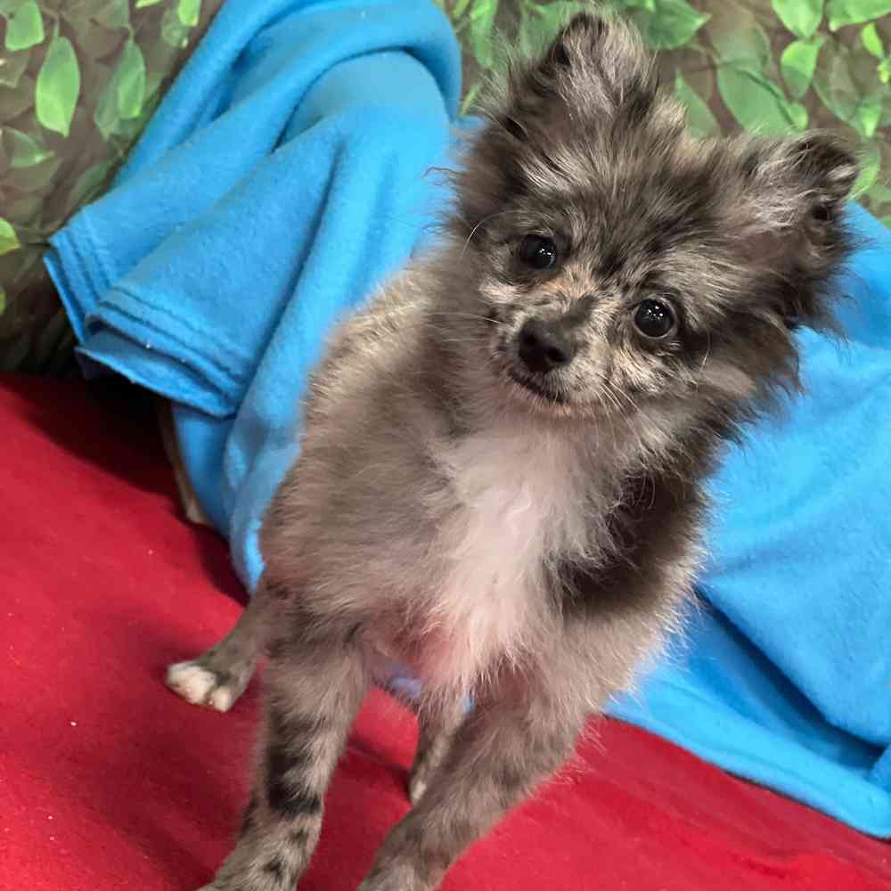 Male Pomeranian puppy named Chico for sale at Puppy Dreams - Junction City.