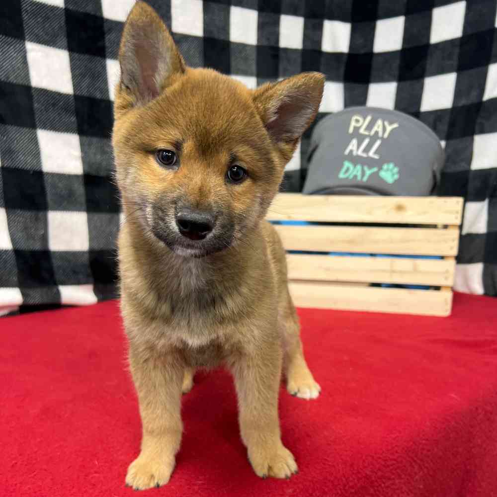 Male Shiba Inu puppy named Kenji for sale at Puppy Dreams - Junction City.