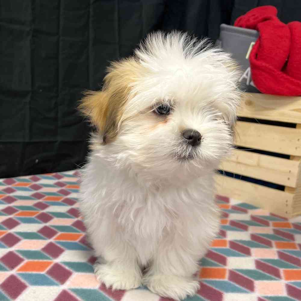 Female Lhasa Apso puppy named Scarlett for sale at Puppy Dreams - Junction City.