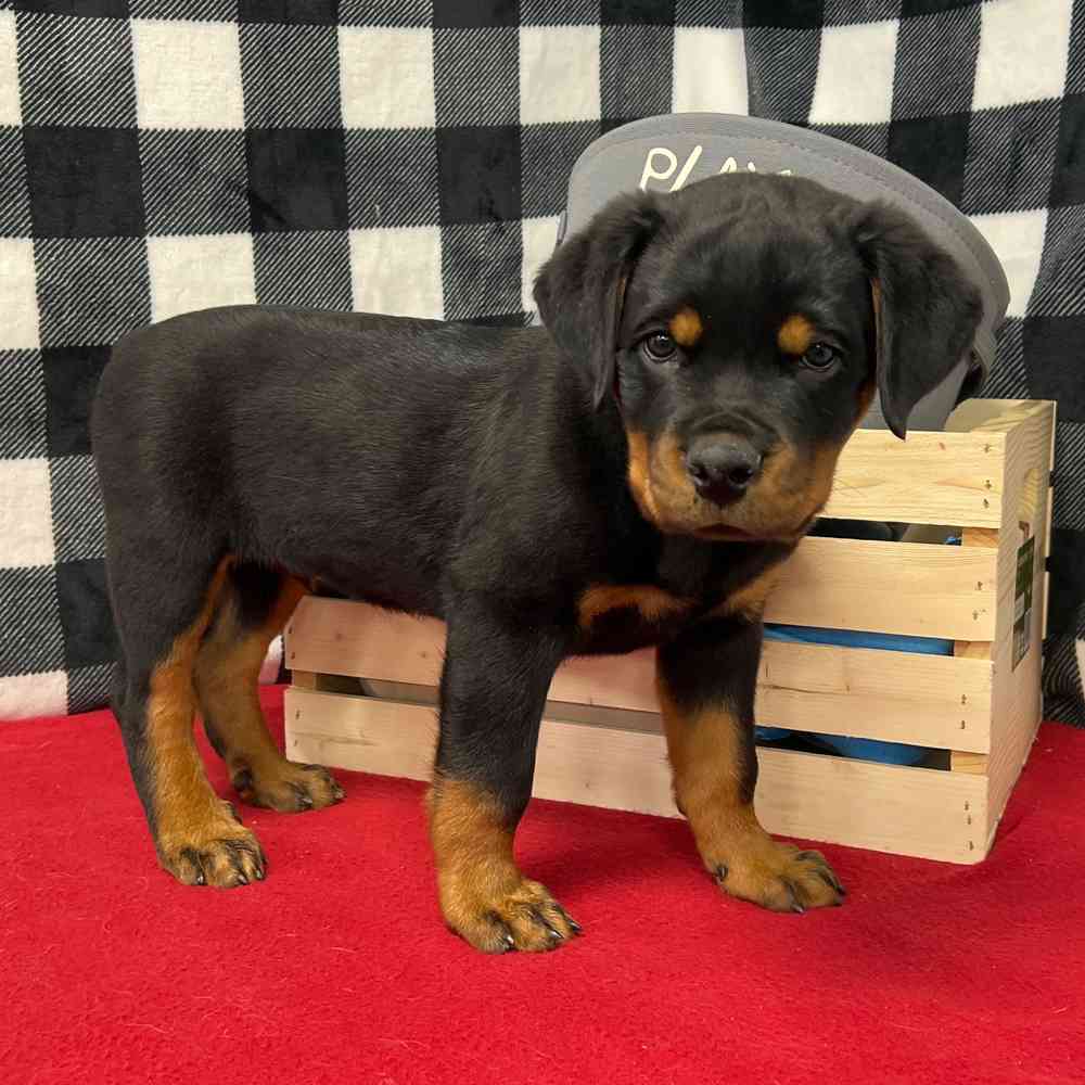Male Rottweiler puppy named Hephaestus for sale at Puppy Dreams - Junction City.