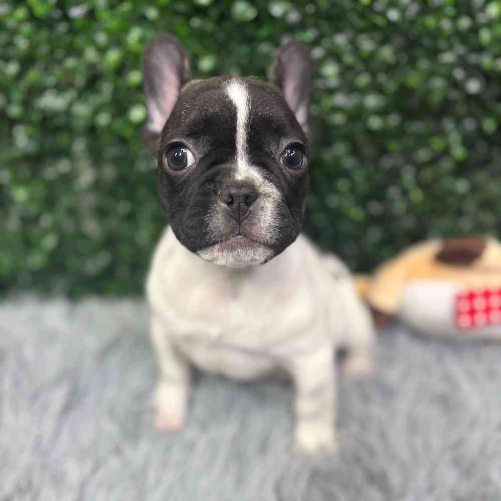 Male French Bulldog puppy named Elvis for sale at Puppy Dreams - Junction City.