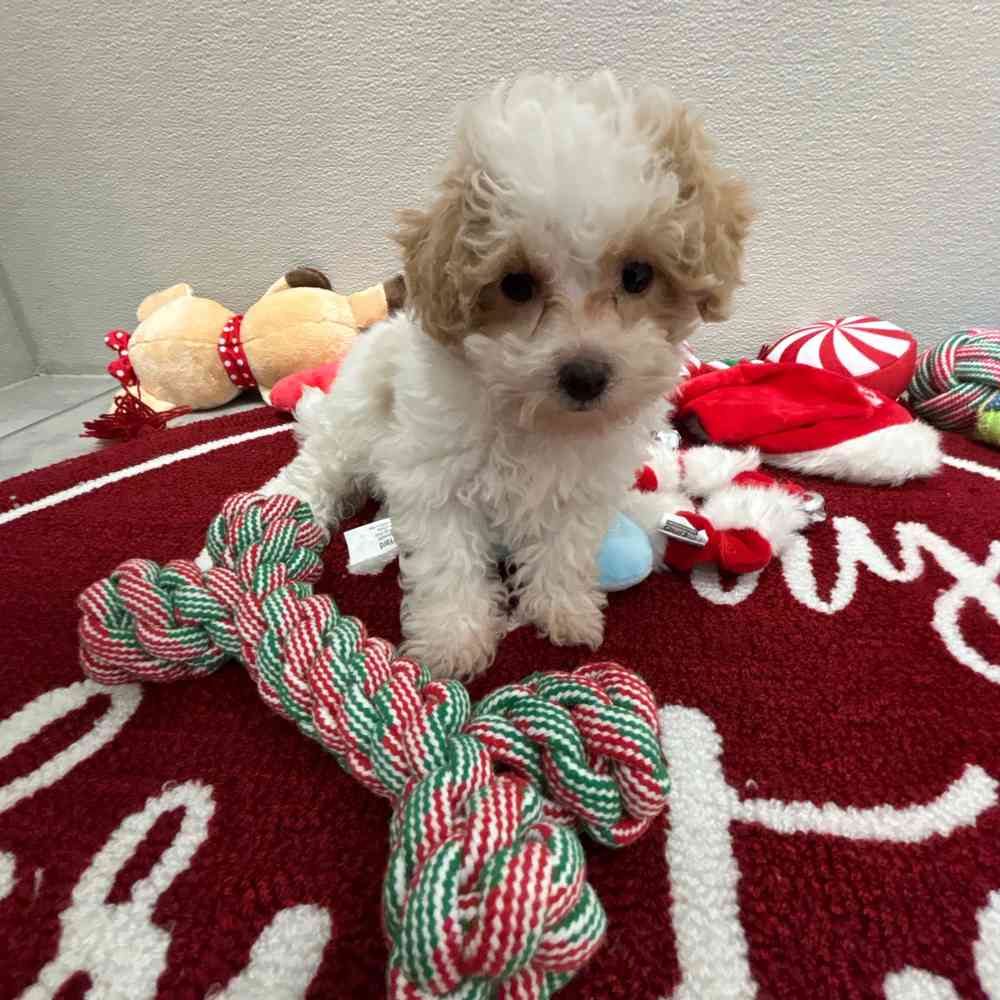 Female Bichon-Poodle puppy named Charlie for sale at Puppy Dreams - Wichita West.