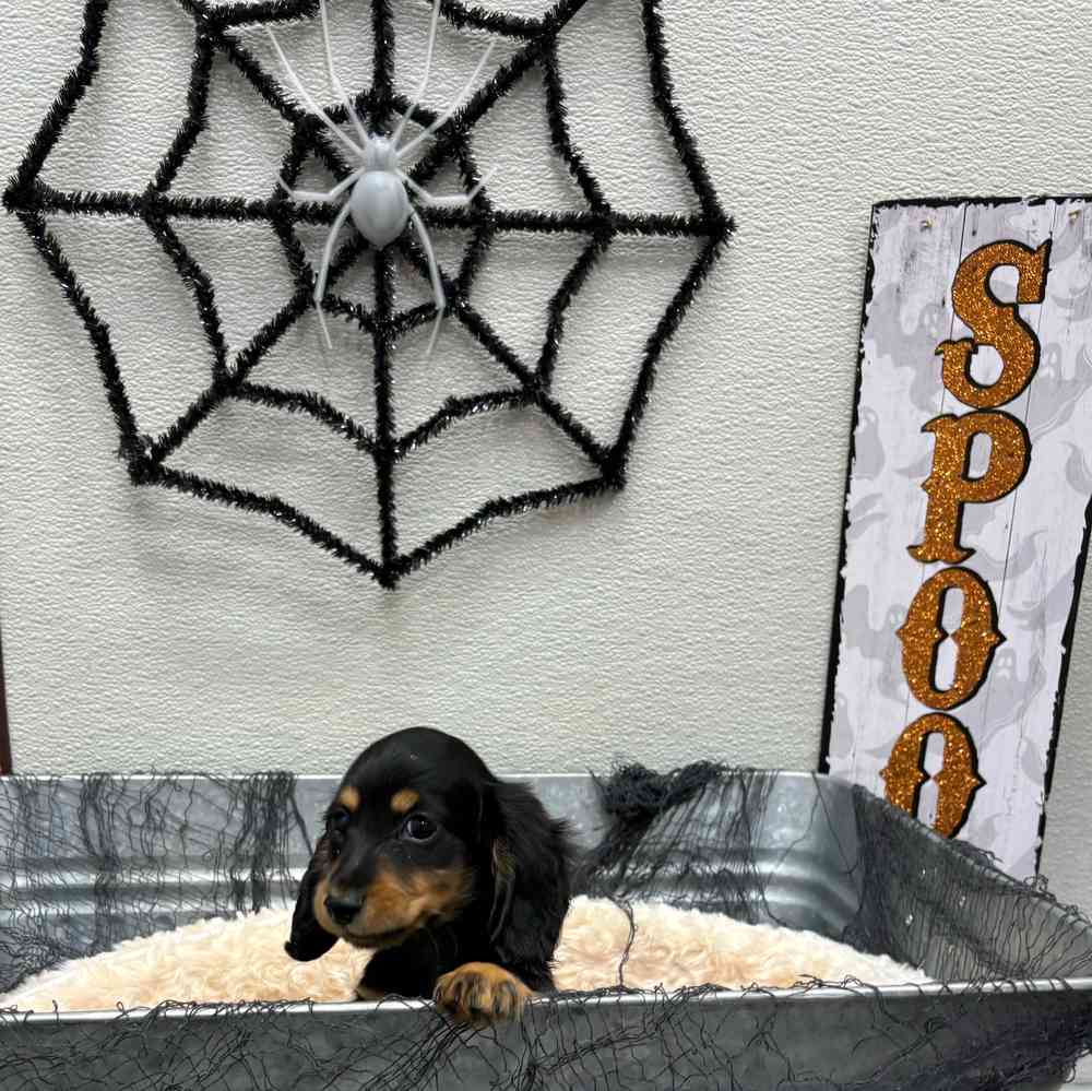 Female Dachshund puppy named Artemis for sale at Puppy Dreams - Junction City.
