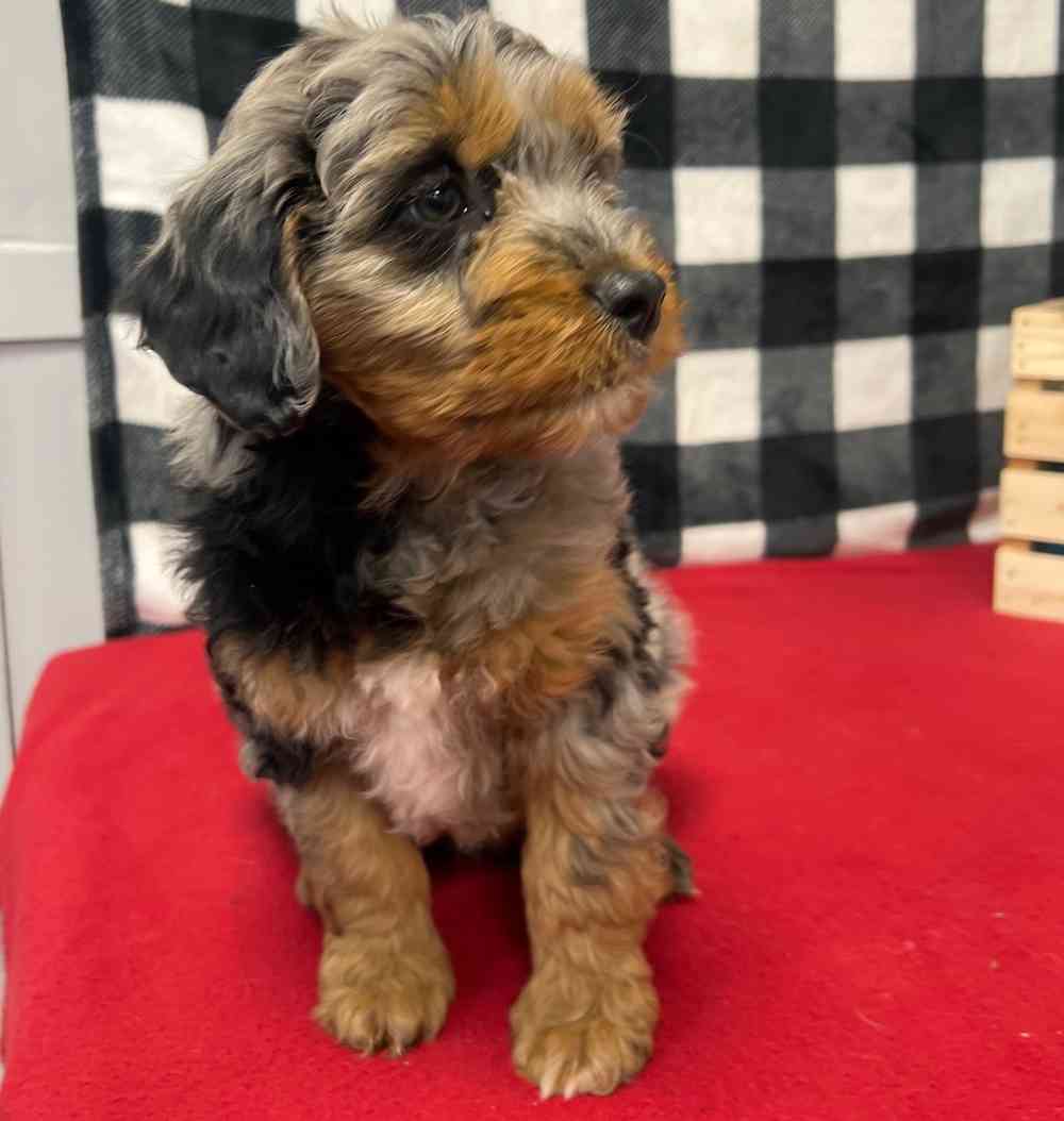 Male Mini Aussie Poo puppy named Bane for sale at Puppy Dreams - Junction City.