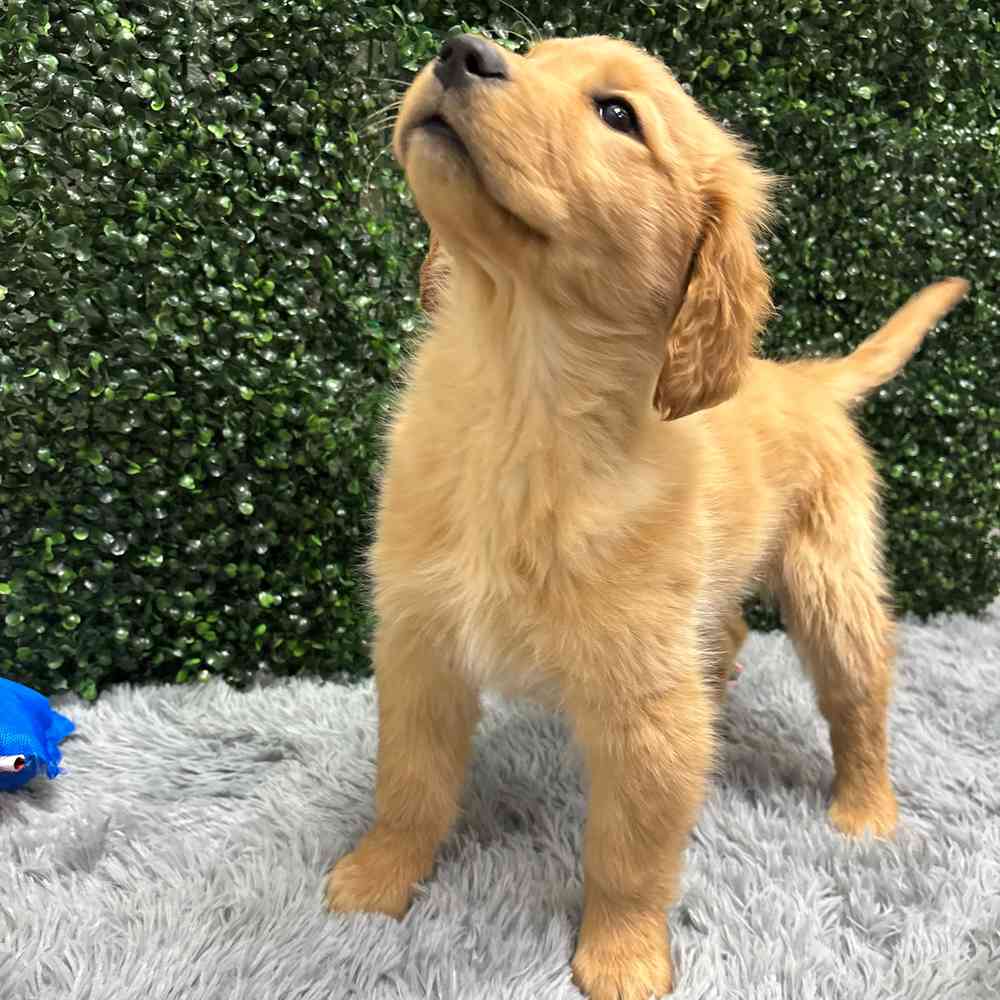 Female Golden Retriever puppy named Ashley for sale at Puppy Dreams - Junction City.