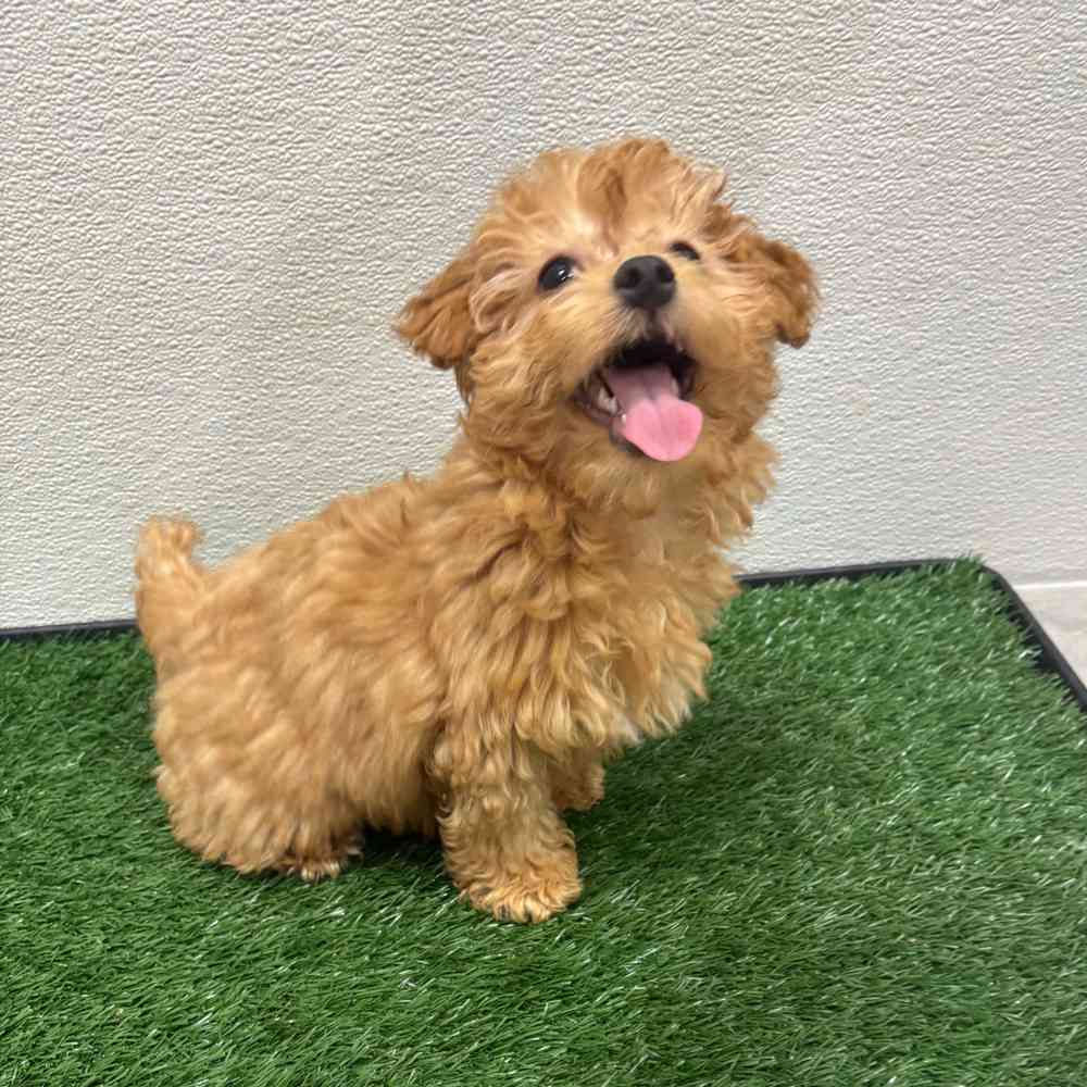 Female Cockapoo puppy named Erica for sale at Puppy Dreams - Wichita West.
