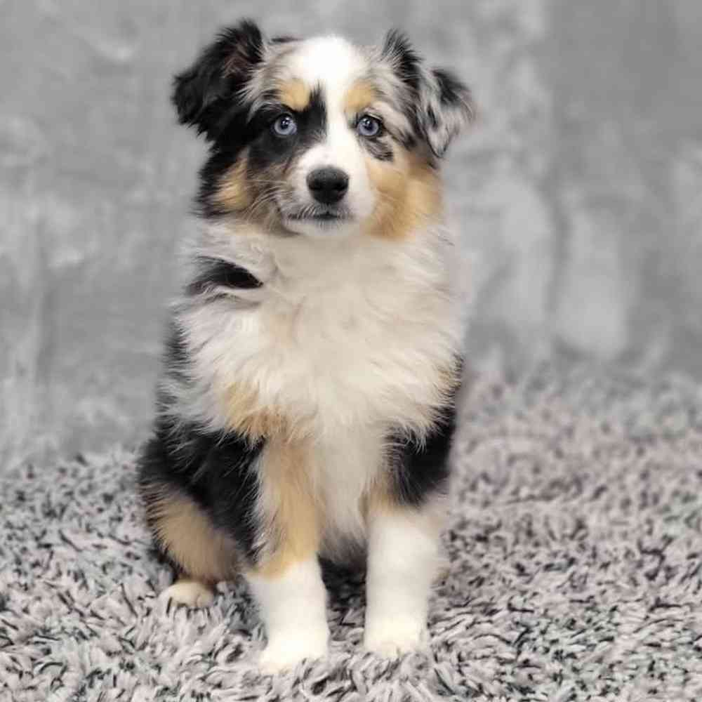Female Mini Aussie puppy named Lilly for sale at Puppy Dreams - Junction City.