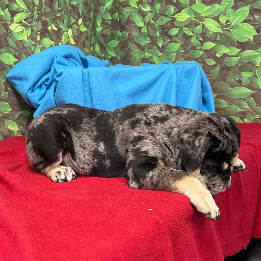 Male English Bulldog puppy named Waffles for sale at Puppy Dreams - Junction City.