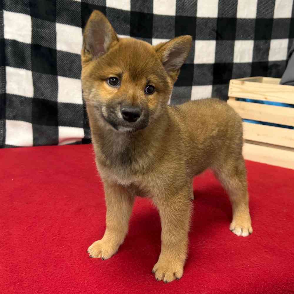 Male Shiba Inu puppy named Kenji for sale at Puppy Dreams - Junction City.
