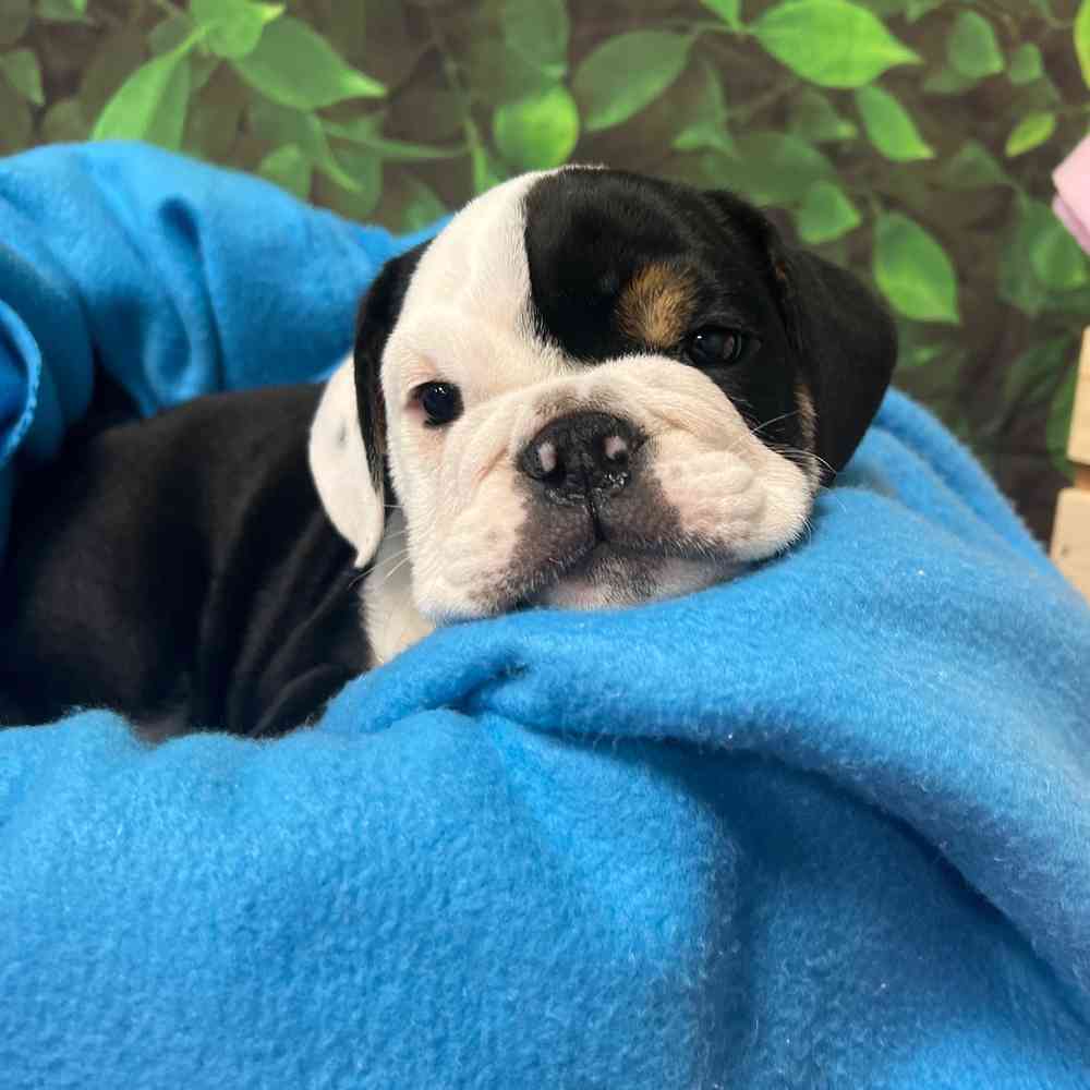 Male English Bulldog puppy named Archie for sale at Puppy Dreams - Junction City.