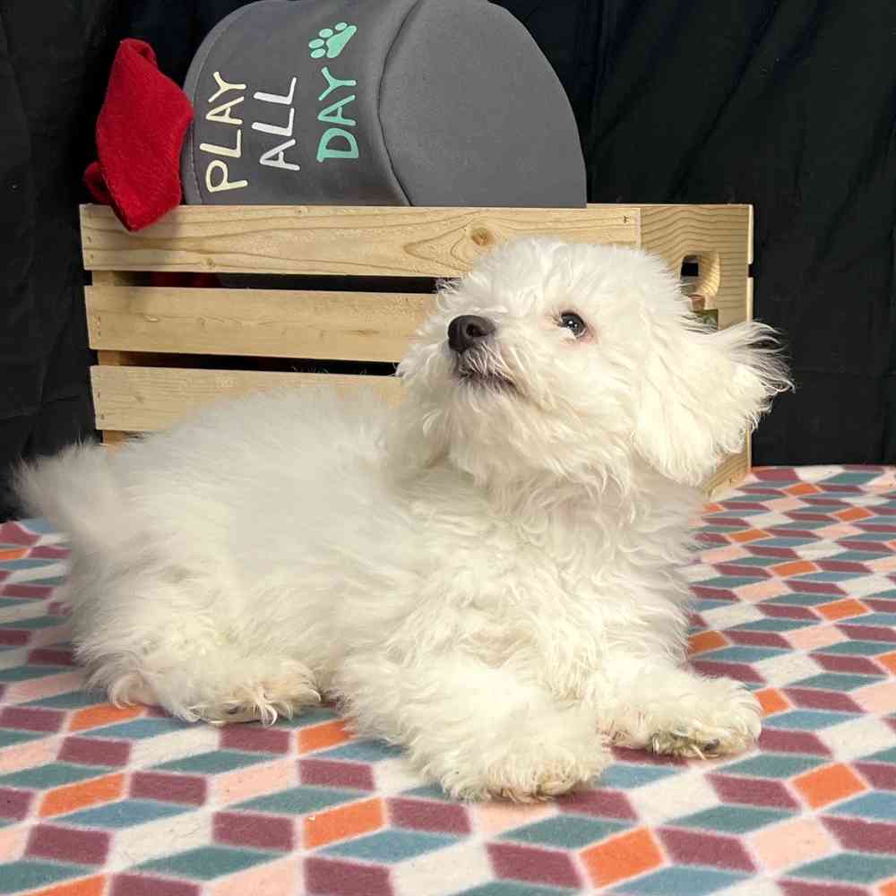 Male Bichon puppy named Benji for sale at Puppy Dreams - Junction City.