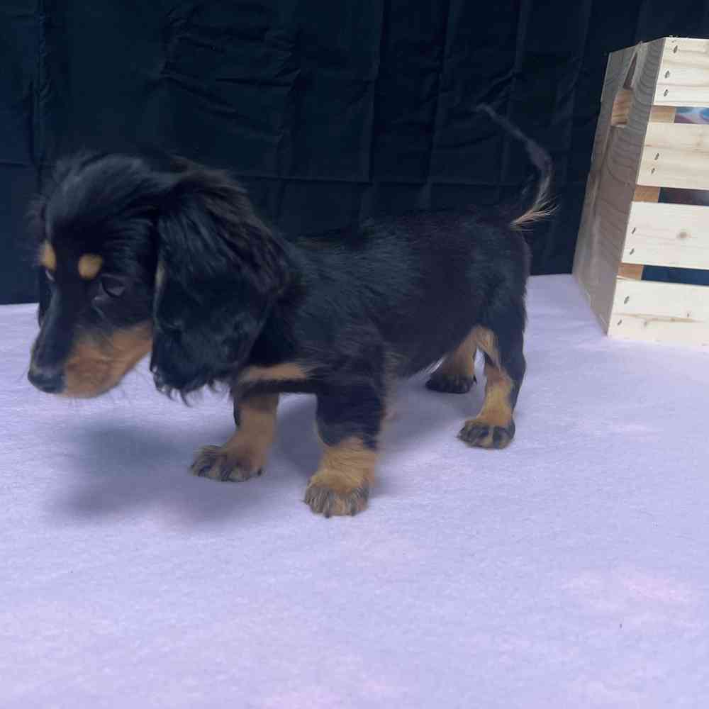 Female Dachshund puppy named Artemis for sale at Puppy Dreams - Junction City.