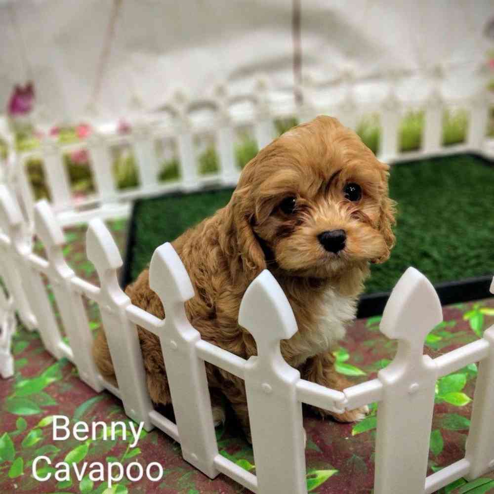 Male Cavapoo puppy named Benny for sale at Puppy Dreams - Wichita West.