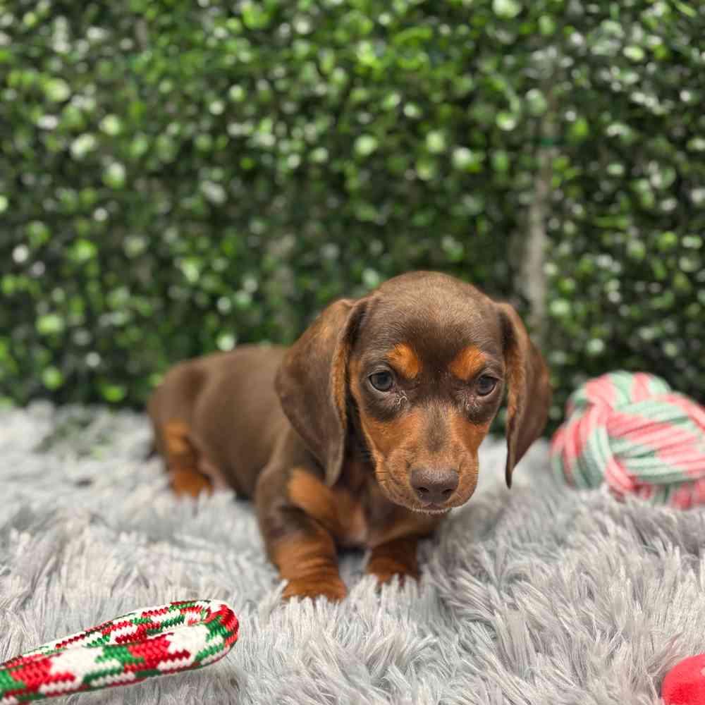Male Dachshund puppy named Rio for sale at Puppy Dreams - Wichita West.