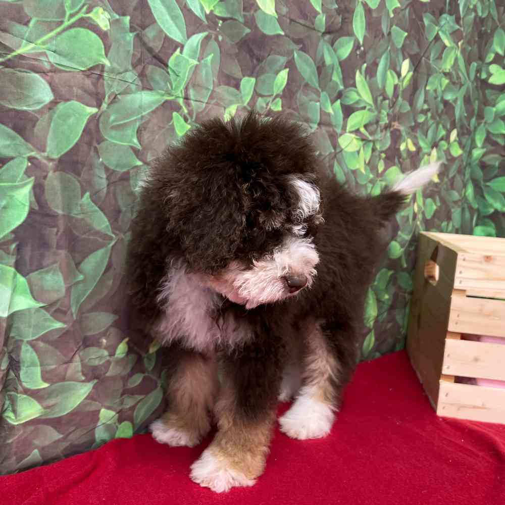 Male Bernedoodle puppy named Barney Fife for sale at Puppy Dreams - Junction City.