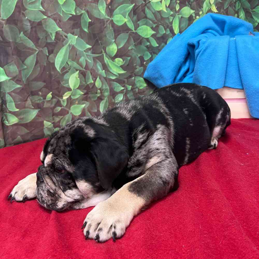 Male English Bulldog puppy named Waffles for sale at Puppy Dreams - Junction City.