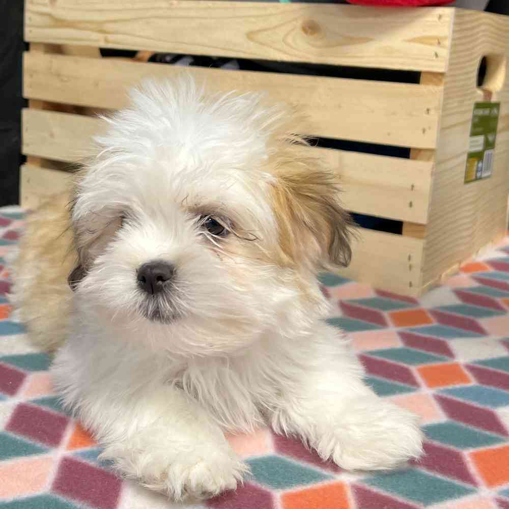 Female Lhasa Apso puppy named Scarlett for sale at Puppy Dreams - Junction City.