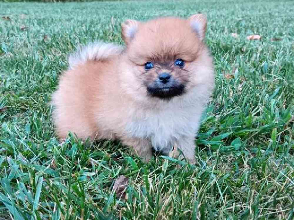 Male Pomeranian puppy named Reggie for sale at Puppy Dreams - Wichita West.
