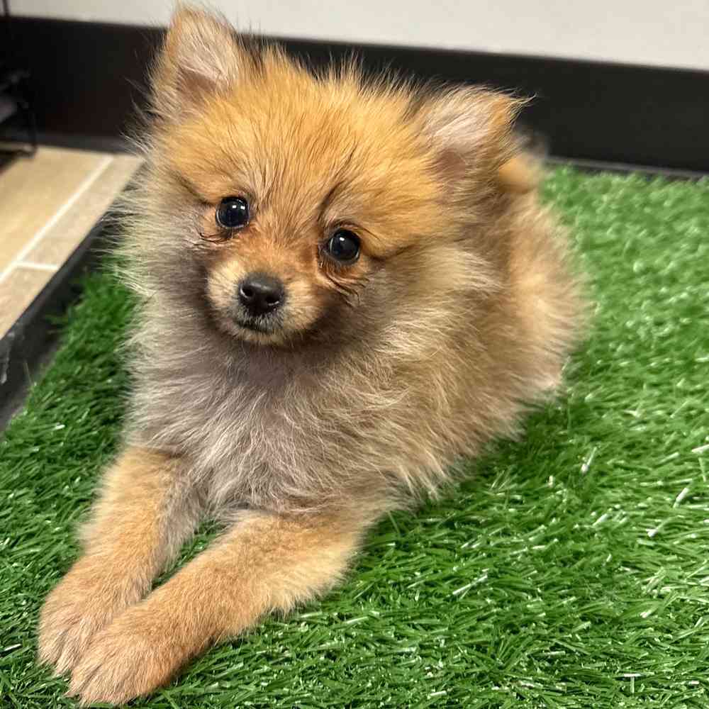 Female Pomeranian puppy named Pixie for sale at Puppy Dreams - Junction City.