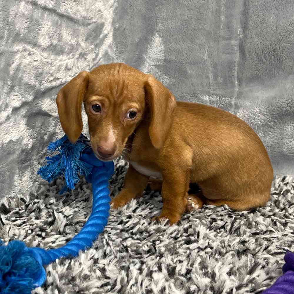 Female Dachshund puppy named Calypso for sale at Puppy Dreams - Junction City.