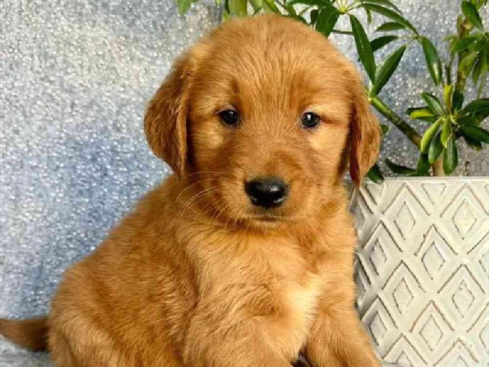 Male Golden Retriever puppy named Buddy for sale at Puppy Dreams - Junction City.