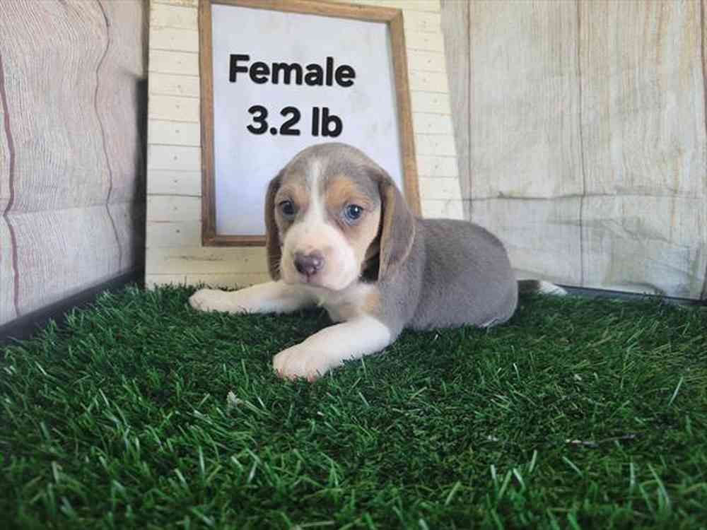 Female Beagle puppy named Copper for sale at Puppy Dreams - Junction City.