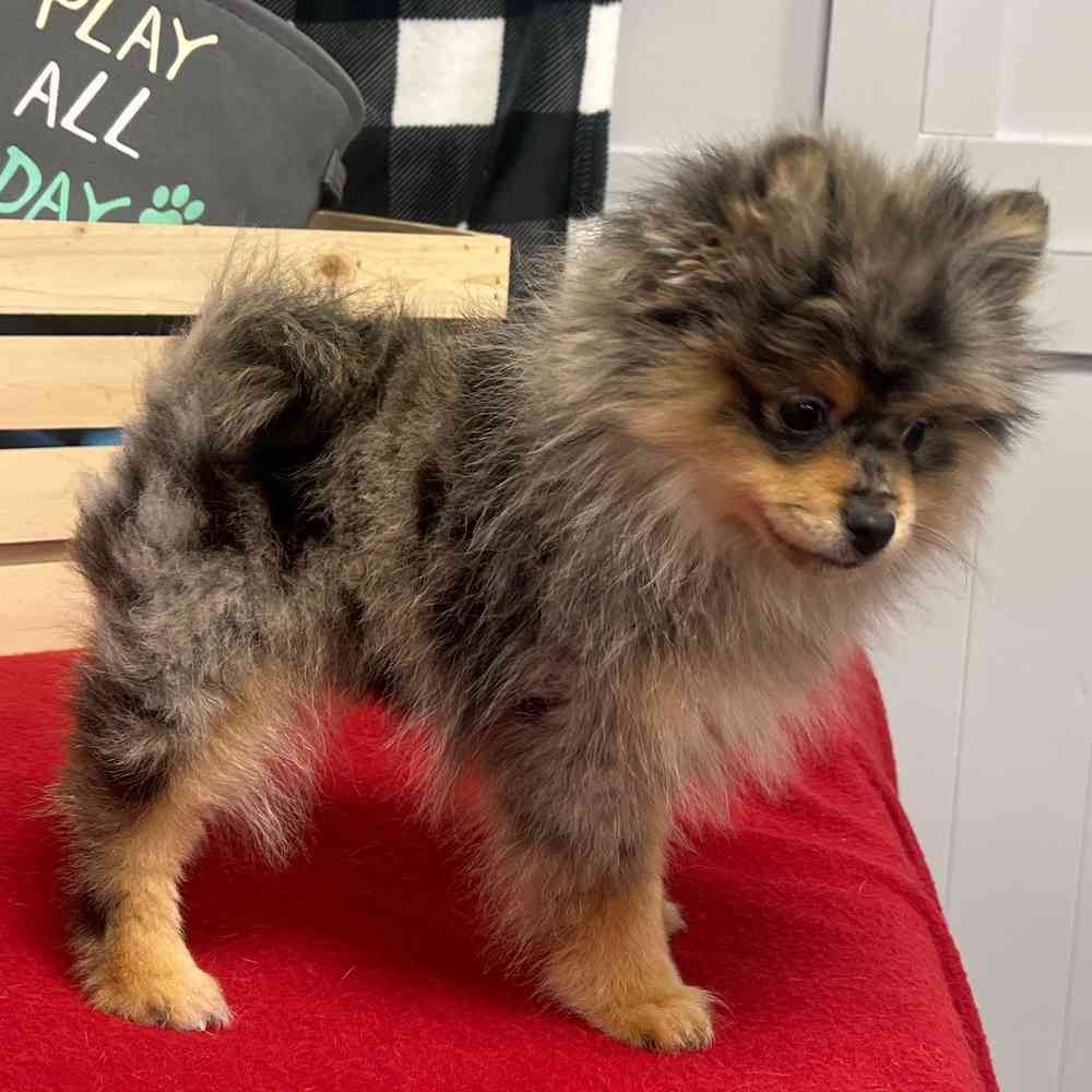 Male Pomeranian puppy named Vincent for sale at Puppy Dreams - Junction City.