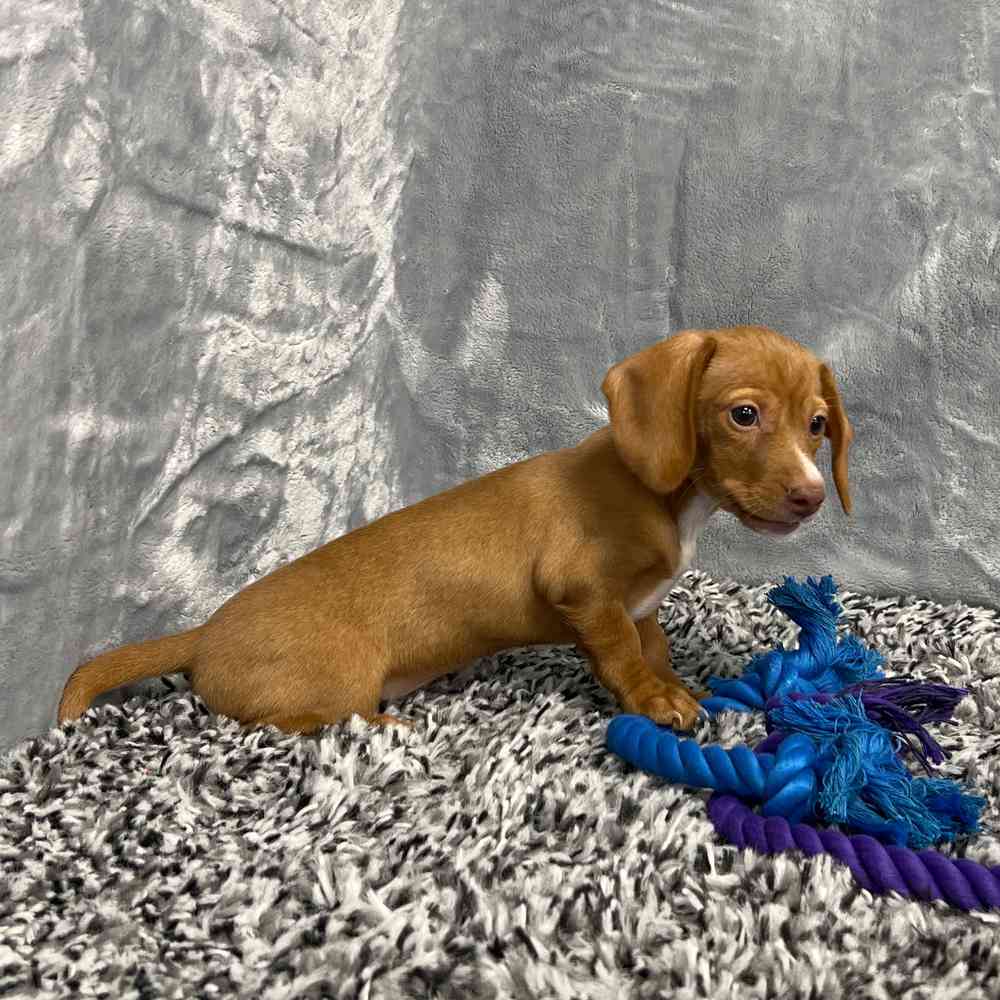 Female Dachshund puppy named Calypso for sale at Puppy Dreams - Junction City.