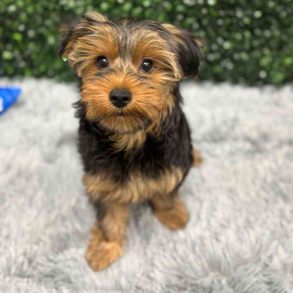Male Yorkie puppy named Robin for sale at Puppy Dreams - Wichita West.