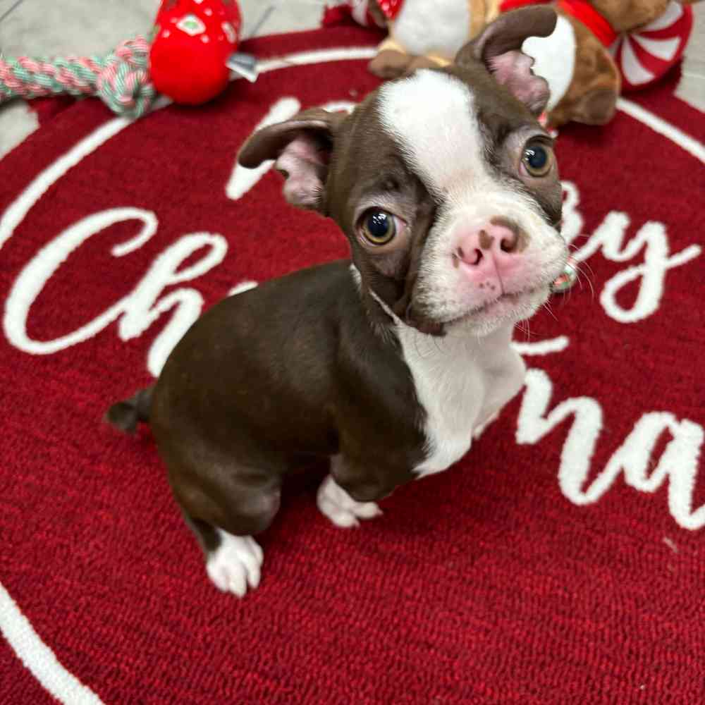 Female Boston Terrier puppy named Emma for sale at Puppy Dreams - Wichita West.