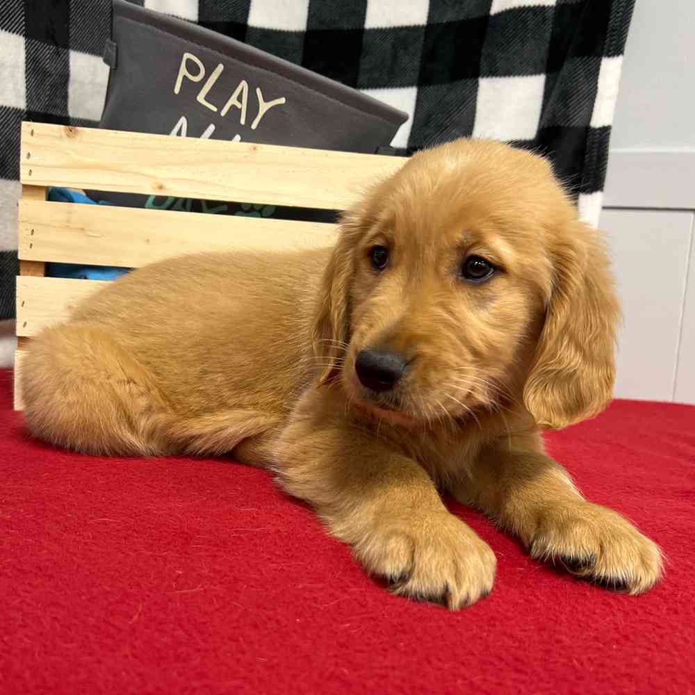 Male Golden Retriever puppy named Rusty for sale at Puppy Dreams - Junction City.