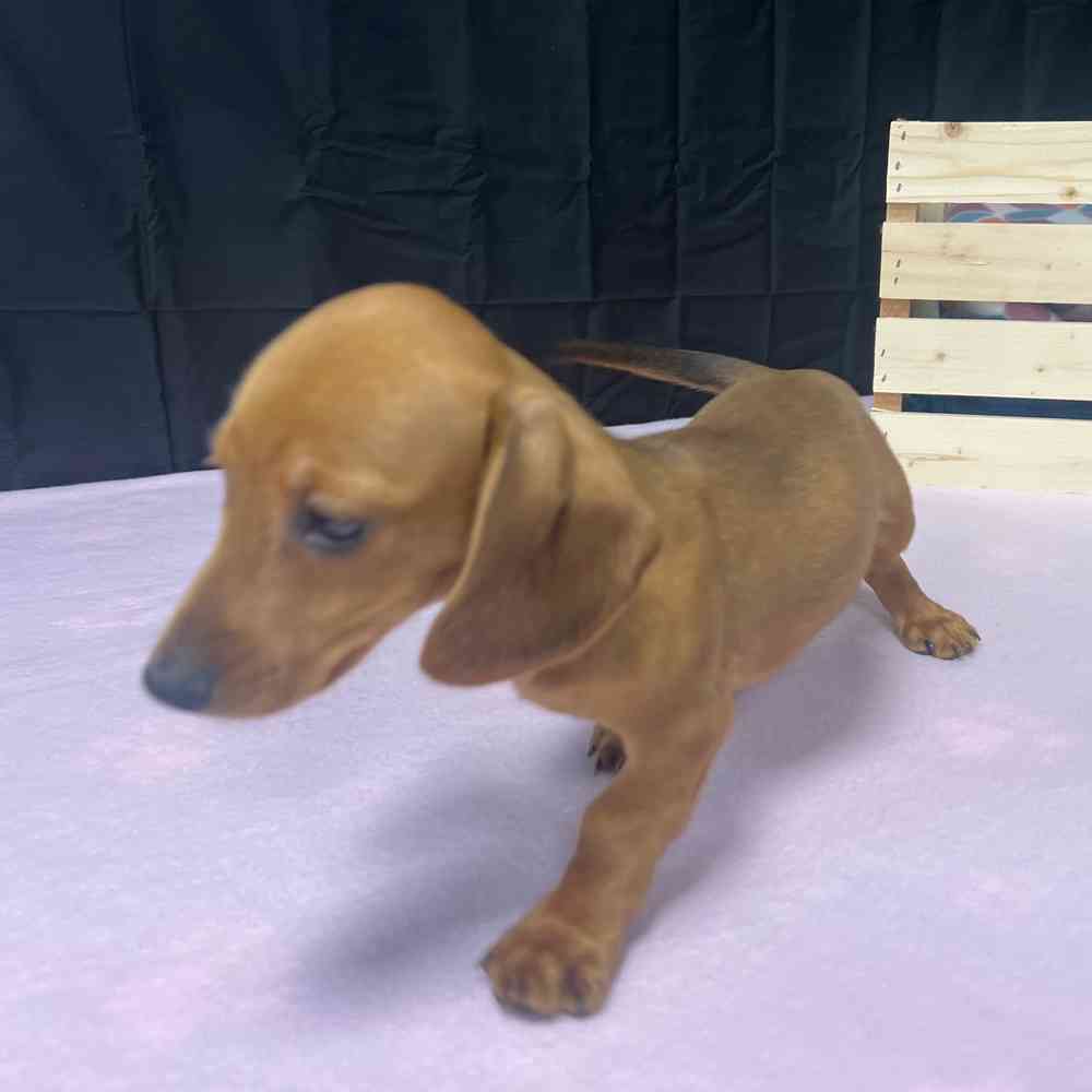 Male Dachshund puppy named Apollo for sale at Puppy Dreams - Junction City.