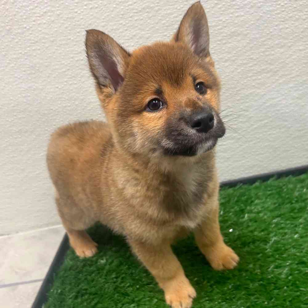 Male Shiba Inu puppy named Kenji for sale at Puppy Dreams - Junction City.