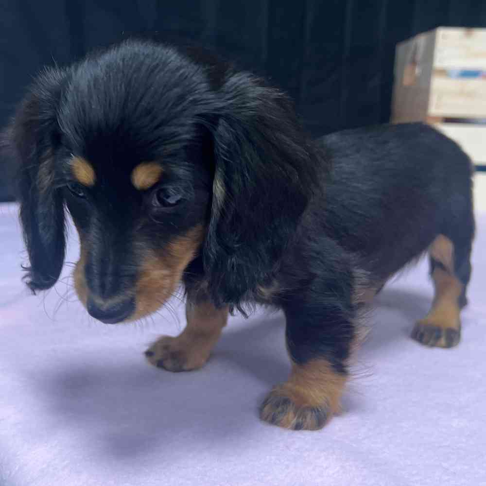Female Dachshund puppy named Artemis for sale at Puppy Dreams - Junction City.