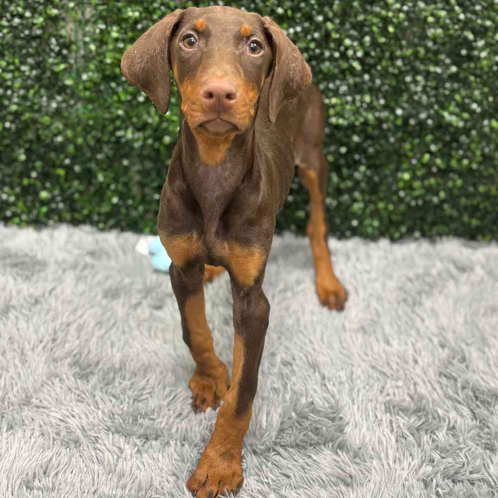 Female Doberman Pinscher puppy named Elaine for sale at Puppy Dreams - Wichita West.