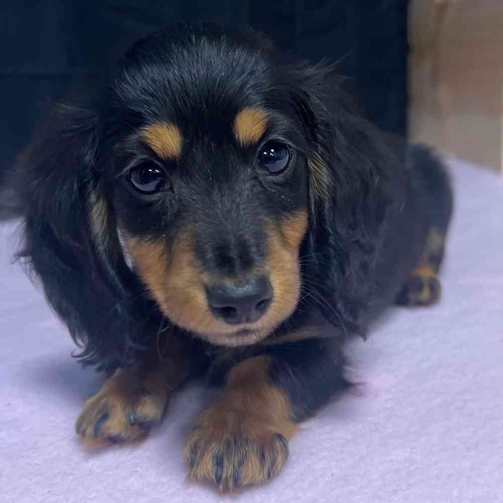Female Dachshund puppy named Artemis for sale at Puppy Dreams - Junction City.