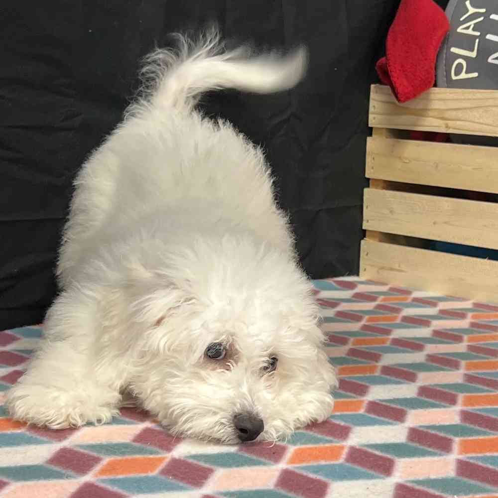 Male Bichon puppy named Benji for sale at Puppy Dreams - Junction City.