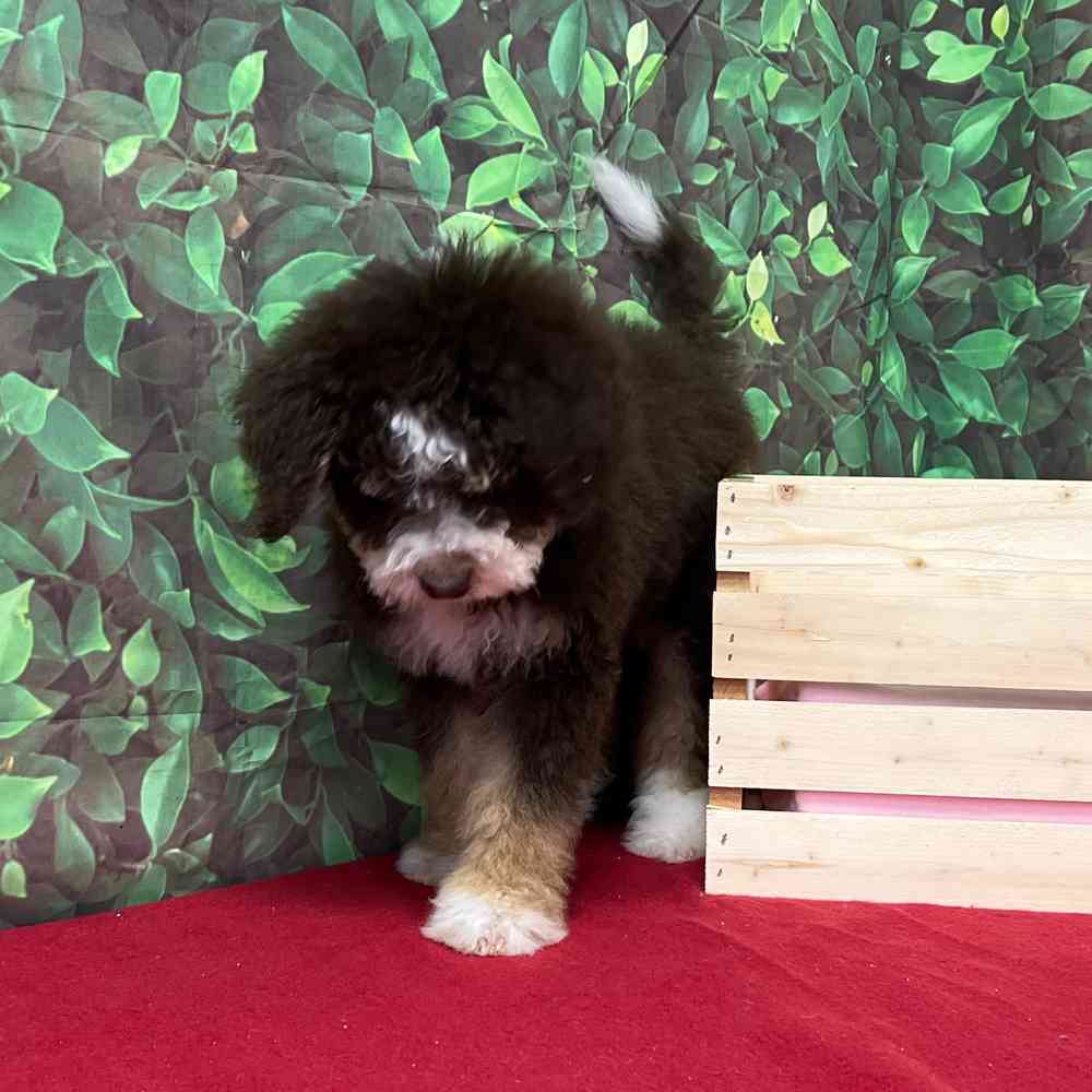 Male Bernedoodle puppy named Barney Fife for sale at Puppy Dreams - Junction City.