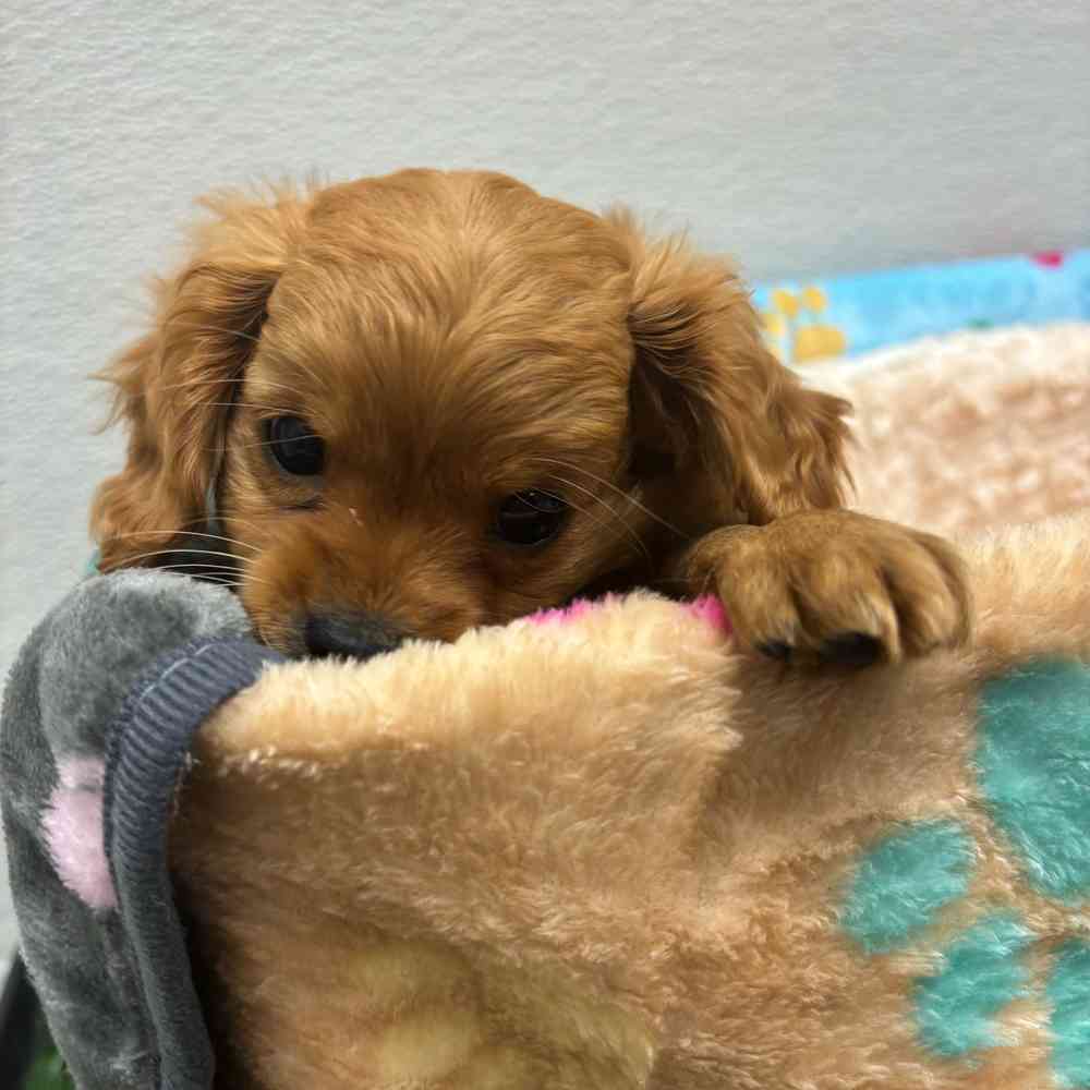 Male Cavapoo puppy named Kenneth for sale at Puppy Dreams - Wichita West.